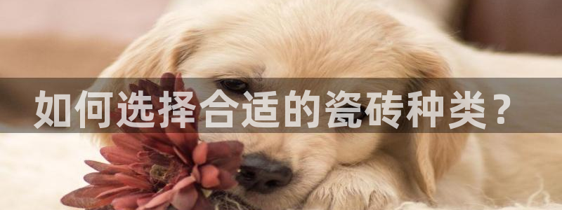 金年会平台是真的吗