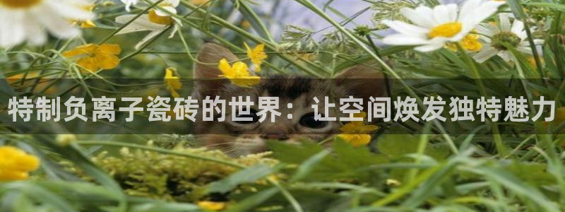 澳门金年会棋牌